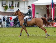 STAUT ESTOY AQUI LaBaule2013- S5 9799 : 2013, ESTOY AQUI, La Baule, STAUT KEVIN, foto di Stefano Secchi ©